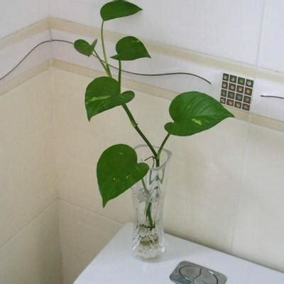 放廁所的植物 宮商角徵羽對應